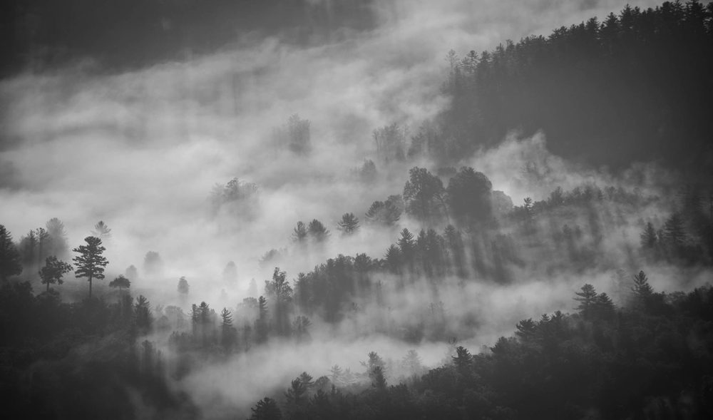 Bosque entre la niebla